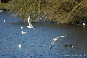 Gulls Flying Over the Lake