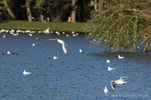 Gulls Flying Over the Lake