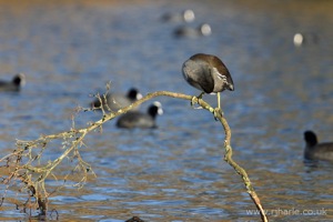 Moorhen Sitting On His Branch