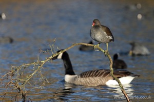 Moorhen Sitting On His Branch