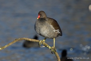 Moorhen Sitting On His Branch
