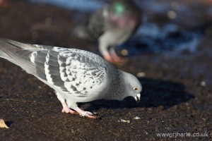 Pigeon Feeding On Scraps