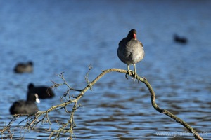 Moorhen Sitting On His Branch