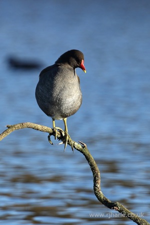 Moorhen Sitting On His Branch