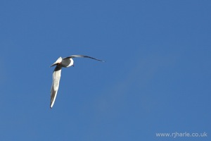 Gull Flying Overhead