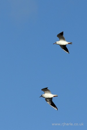 Gulls Flying Over the Lake