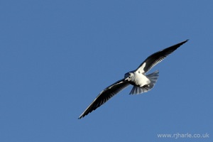 Gull Flying Overhead