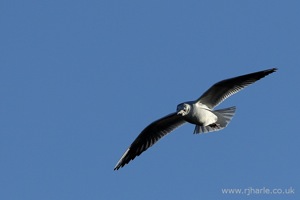 Gull Flying Overhead