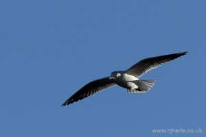 Gull Flying Overhead