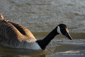Hungry, Hungry Goose