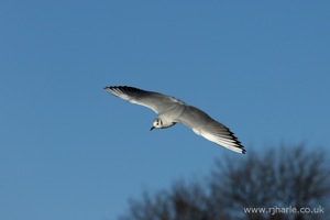 Gull Flying Overhead