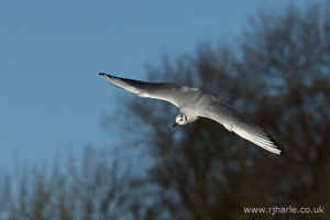Gull Flying Overhead