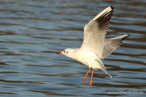 Gull Taking Off