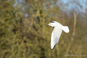 Gull Flying Over the Lake
