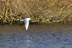 Gull Flying Over the Lake