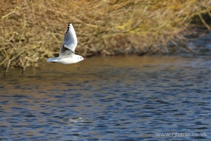 Gull Flying Over the Lake