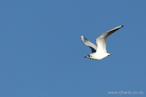 Gull Flying Overhead