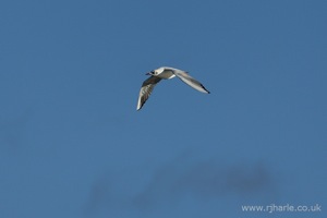 Gull Flying Overhead