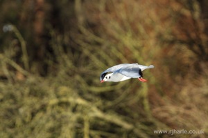 Gull Flying Over the Lake