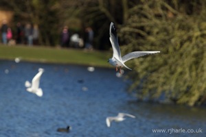 Gull Flying Over the Lake
