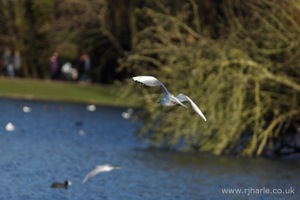 Gull Flying Over the Lake