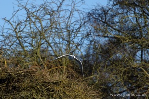 Gull Flying Over the Lake