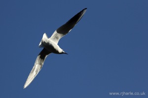 Gull Flying Overhead