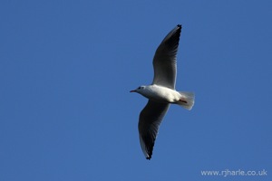Gull Flying Overhead