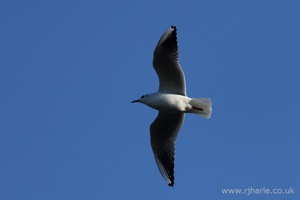 Gull Flying Overhead