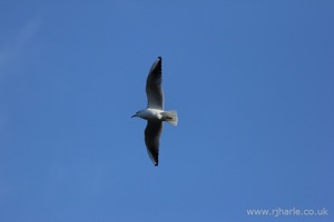 Gull Flying Overhead