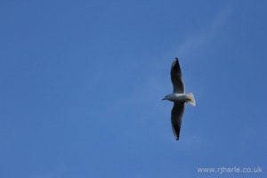 Gull Flying Overhead