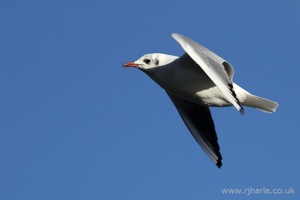 Gull Flying Overhead