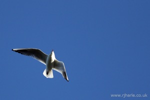 Gull Flying Overhead