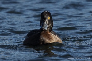Meet Damien the Duck