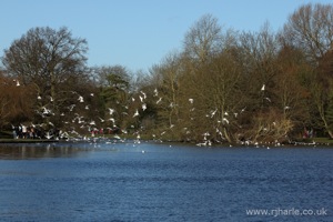 Gulls Scatter For Food
