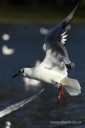 Gull In-Flight