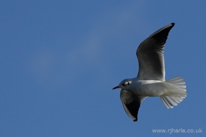Gull Flies Overhead