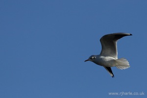 Gull Flies Overhead