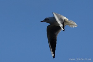 Gull Flies Overhead
