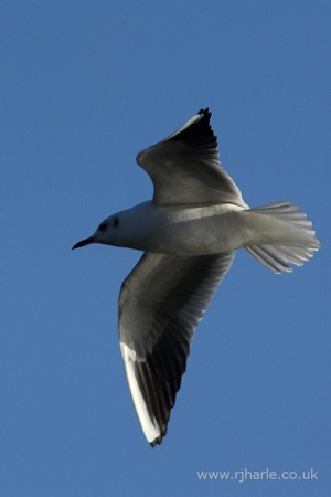 Gull Flies Overhead
