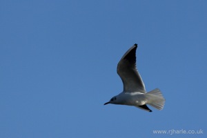 Gull Flies Overhead