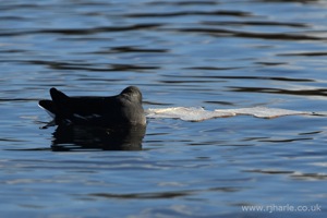 Floating By Bread Island