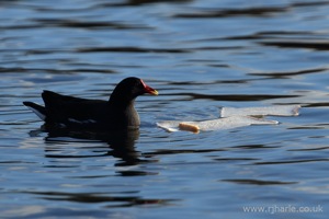 Floating By Bread Island