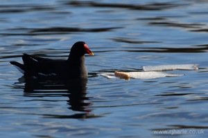 Floating By Bread Island