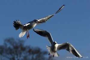 Gulls In-Flight