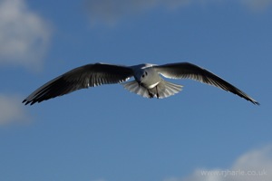 Gull Hovers Overhead