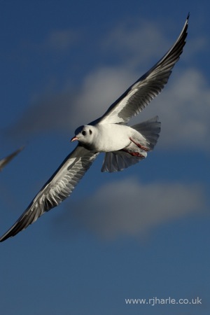 Gull Hovers Overhead