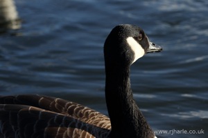 Camera-Shy Goose