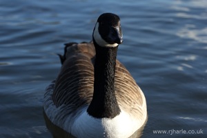 Goose Waiting For Food