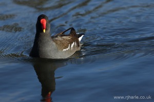 Curious Moorhen